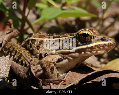 Southern Leopard Frog (Rana sphenocephala) nascosti tra le foglie in Illinois Foto Stock