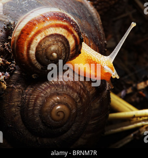 Splendidamente illuminato capretto lumaca seduto sulla sua madre Foto Stock