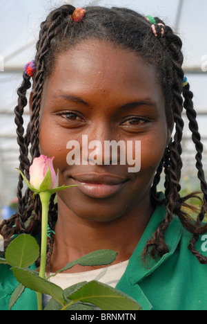 Africa Tanzania, rose la coltivazione dei fiori in casa verde in fiore FLP programma etichetta azienda Kiliflora per esportare in Europa noi Foto Stock