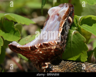 Western Cottonmouth (Agkistrodon piscivorus leucostoma) Foto Stock