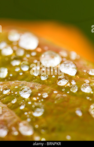 Gocce di pioggia sulla foglia di faggio (Fagus sylvatica) in autunno, REGNO UNITO Foto Stock