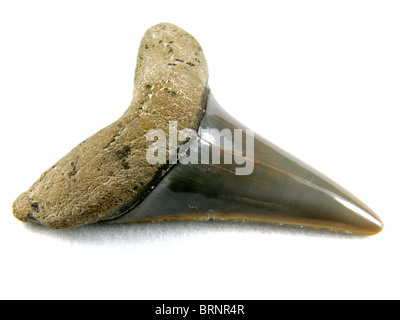 Isurus praecursor (dente da estinti Squalo mako) 40 milioni di anni raccolti da Harleyville, Carolina del Sud Foto Stock