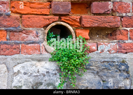 Weed crescente a partire da un tubo rotto in una parete Foto Stock