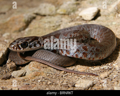 A sud il corridore di nero (Coluber constrictor priapo) in Illinois Foto Stock