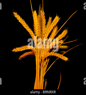 Dorate spighe di grano Foto Stock