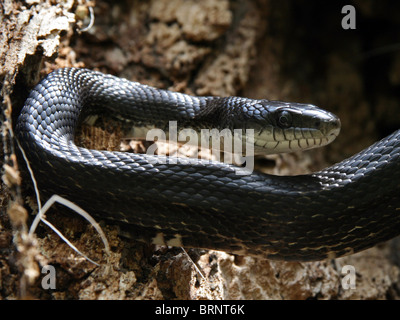 Il nero Biacco (Elaphe obsoleta) Foto Stock