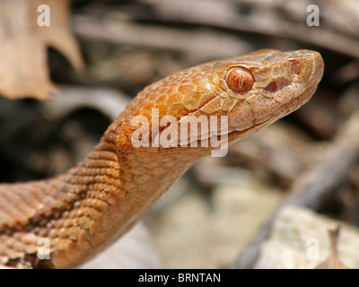 Close-up di studio di un Nord Copperhead Snake (Agkistrodon contortrix mokasen) in Illinois Foto Stock