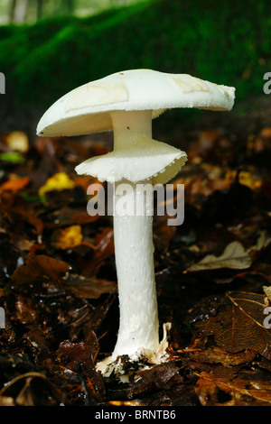 Falsa morte cappuccio, Amanita citrina funghi. Foto Stock