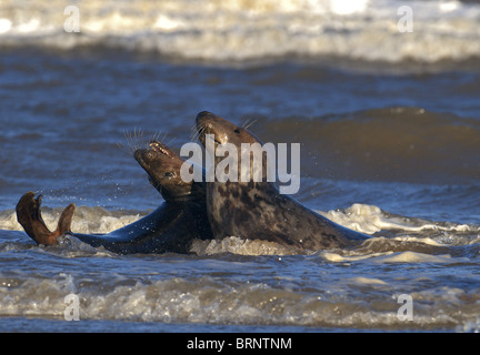 Coppia di grigio guarnizioni Atlantico Halichoerus grypus corteggiamento in mare a Donna Nook Lincolnshire UK Foto Stock