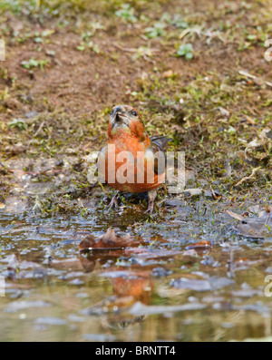 ( Crossbill Loxia curvirostra ) potabile maschio Foto Stock