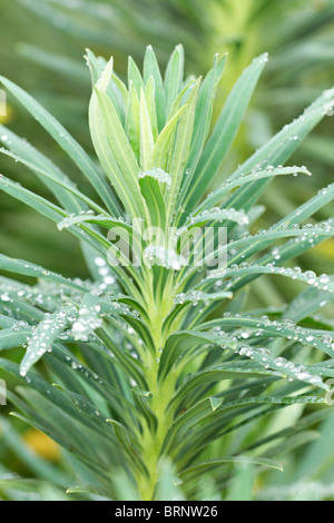 Le gocce di pioggia sulle foglie di euforbia, varietà sconosciuto Foto Stock