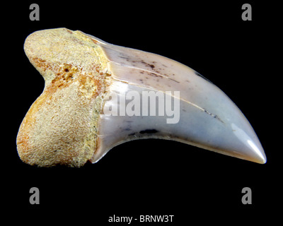 Isurus planus (dente dall'estinto dente ad uncino Squalo mako) dieci milioni di anni raccolti da Bakersfield, California Foto Stock