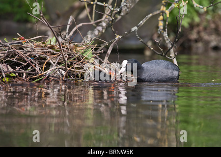 Coot ( fulica atra ) alimentazione dei giovani sul nido Foto Stock