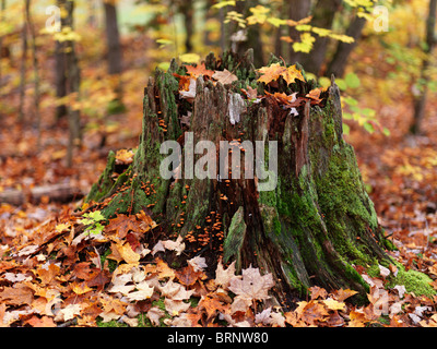 Rientrano la natura scenario di un ceppo di albero coperte di muschio e circondato da caduta foglie di acero. Arrowhead Park, Ontario, Canada Foto Stock