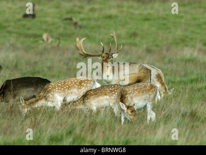 Deer durante il solco o accoppiamento stagione. Queste sono daini maschio della quale presenta corna. Essi sono chiamati bucks. Foto Stock