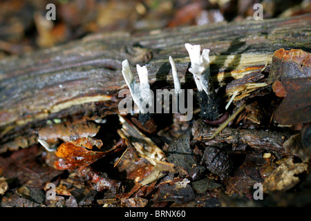 Il tabacco da fiuto per candela fungo o feste di addio al celibato il corno, Xylaria hypoxylon, Xylariaceae Foto Stock