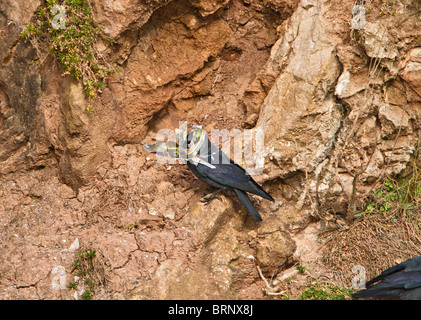 La cornacchia ( Corvus monedula ) raccolta di giornali per nido Foto Stock