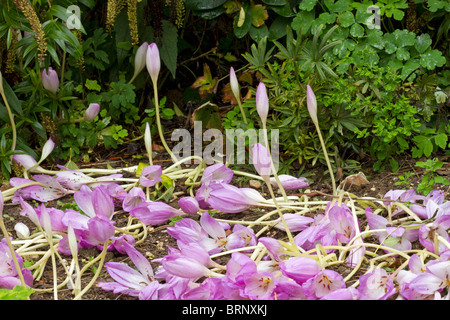 Lilac Colchicum fiori caduta dopo forti piogge in autunno nel Regno Unito Foto Stock