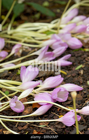 Lilac Colchicum fiori caduta dopo forti piogge in autunno nel Regno Unito Foto Stock