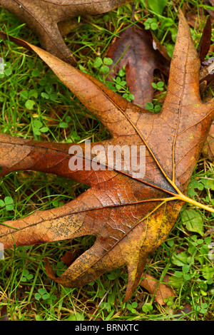 Bella caduto foglie di acero in autunno (Acer) Foto Stock