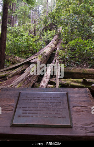 Vegetazione e Redwoods Costiere, Sequoia sempervirens, Muir Woods National Park, California, Stati Uniti d'America Foto Stock