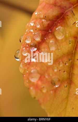 Gocce di pioggia sulla foglia di faggio (Fagus sylvatica) in autunno, REGNO UNITO Foto Stock