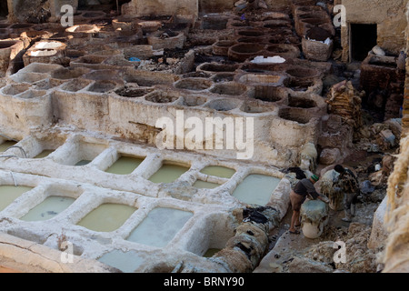 Lavoratori marocchini,Cuoio concia,fez medina Foto Stock