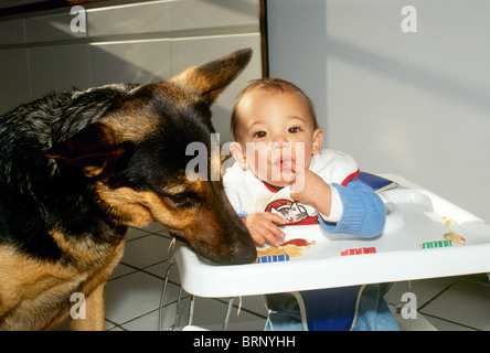 Neonato bambino divide snack con il cane di famiglia, un pastore tedesco mix, che aiuta a ripulire il vassoio di alimentazione di sedia Foto Stock