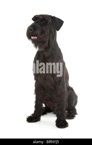 Un gigante nero (schnauzer Riesenschnauzer) su uno sfondo bianco Foto Stock