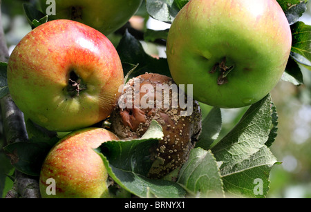 Mela marcia su un albero, causando la adiacente ad Apple di rot. Foto Stock