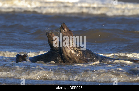 Coppia di grigio guarnizioni Atlantico Halichoerus grypus corteggiamento in mare a Donna Nook Lincolnshire UK Foto Stock