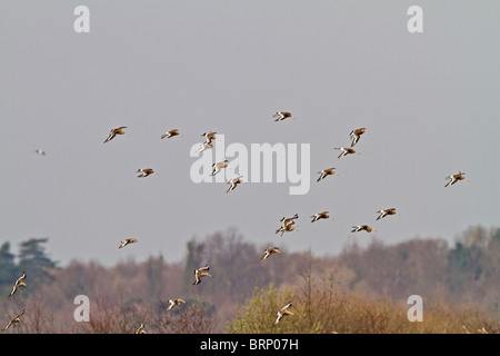 Nero tailed godwit ( Limosa limosa ) piccolo gregge in volo Foto Stock