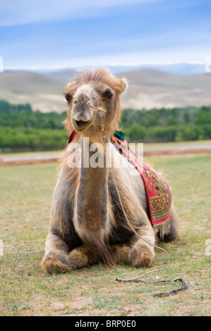 Camel ha aperto la bocca come se si sorride Foto Stock