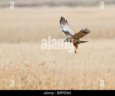 Falco di palude ( Circus aeruginosus ) caccia femmina Foto Stock