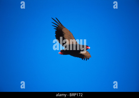 Bateleur in buon colore, in-flight contro vivid blue sky. Foto Stock