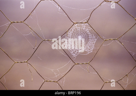 Una ragnatela con gocce di rugiada su una recinzione Foto Stock