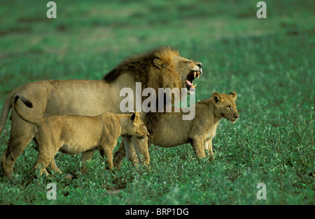 Nero-maned leone maschio ululano a piccole Cubs in una prateria aperta Foto Stock