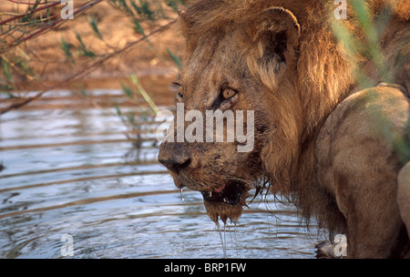 Un maschio di leone di bere dalla sabbia nel fiume il Sabi Sands Game Reserve in Mpumalanga Foto Stock