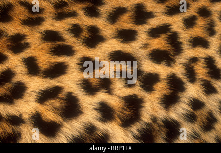 A pelle di leopardo dettaglio Foto Stock