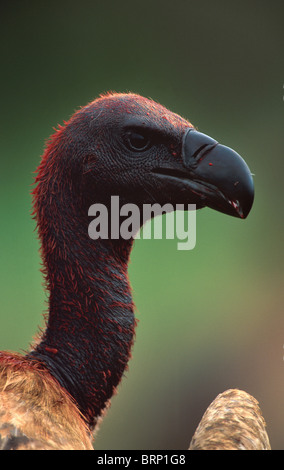 Dorso bianco vulture ritratto con la sua testa coperta di sangue proveniente da alimentazione su un kill fresca Foto Stock