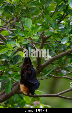 Rodrigues frutto Bat (Pteropus rodricensis) appesi nella struttura ad albero Foto Stock