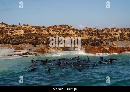 South African (capo) le foche in acqua e su rocce di Dyer Island off Western Cape Foto Stock