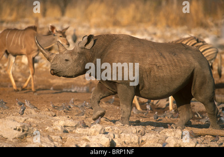 Rinoceronte nero a piedi da un foro di acqua in Etosha Foto Stock