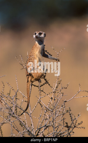 Meerkat (suricate) di sentinella Foto Stock