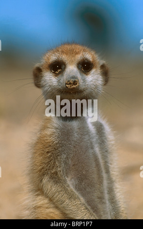 Ritratto di meerkat (suricate) giovane di guardare direttamente la fotocamera Foto Stock