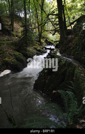 Cascate e rapide, Cwm Ffynone, Pembrokeshire, Wales, Regno Unito Foto Stock