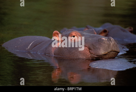 Ippopotamo in appoggio è mento torna un altro ancora giace water St Lucia è parte iSimangaliso Wetland Park Sito Patrimonio Mondiale Foto Stock