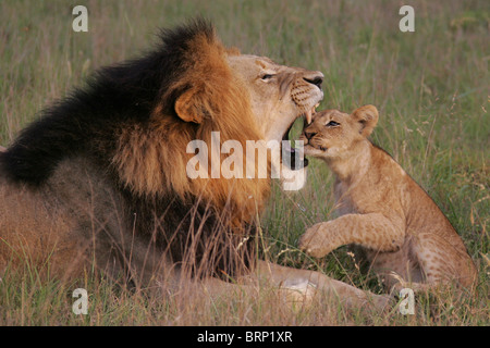 Nero-maned Leone maschio giacente a terra con un giovane cucciolo che ha la sua sede nella sua ganasce Foto Stock