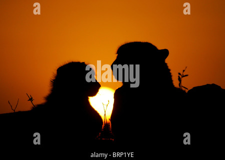 Ghepardo e cub stagliano affacciati al tramonto Foto Stock