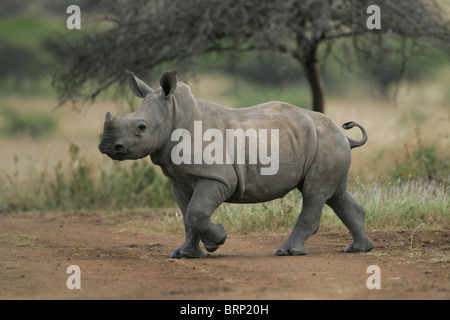 Una vista laterale di un bambino rinoceronte bianco con la sua gamba anteriore sollevato attraversando una strada di ghiaia Foto Stock